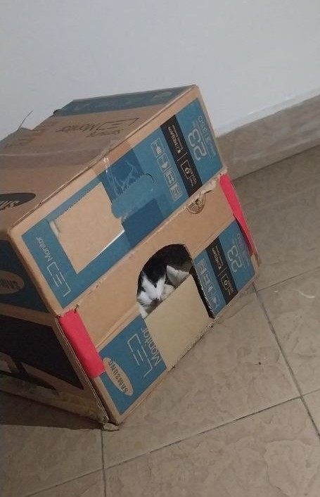 Mèo Moo thò đầu ra khỏi thùng carton